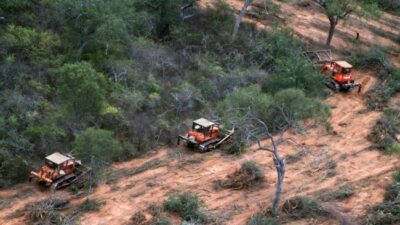 Denuncian deforestación masiva en Salta ligada a empresario cercano a Milei