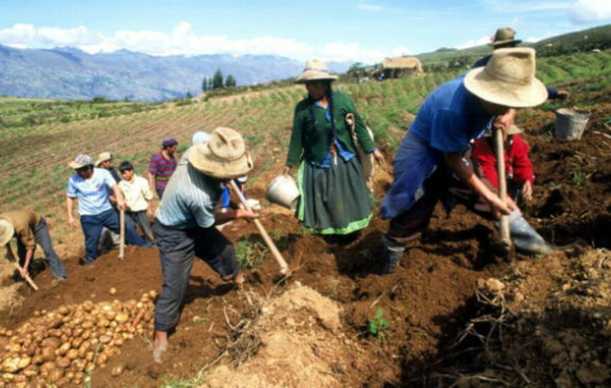 En Perú gremios agrarios exigen al Congreso rechazar nueva ley perjudicial para el sector