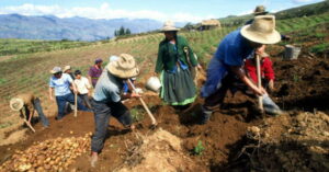 En Perú gremios agrarios exigen al Congreso rechazar nueva ley perjudicial para el sector