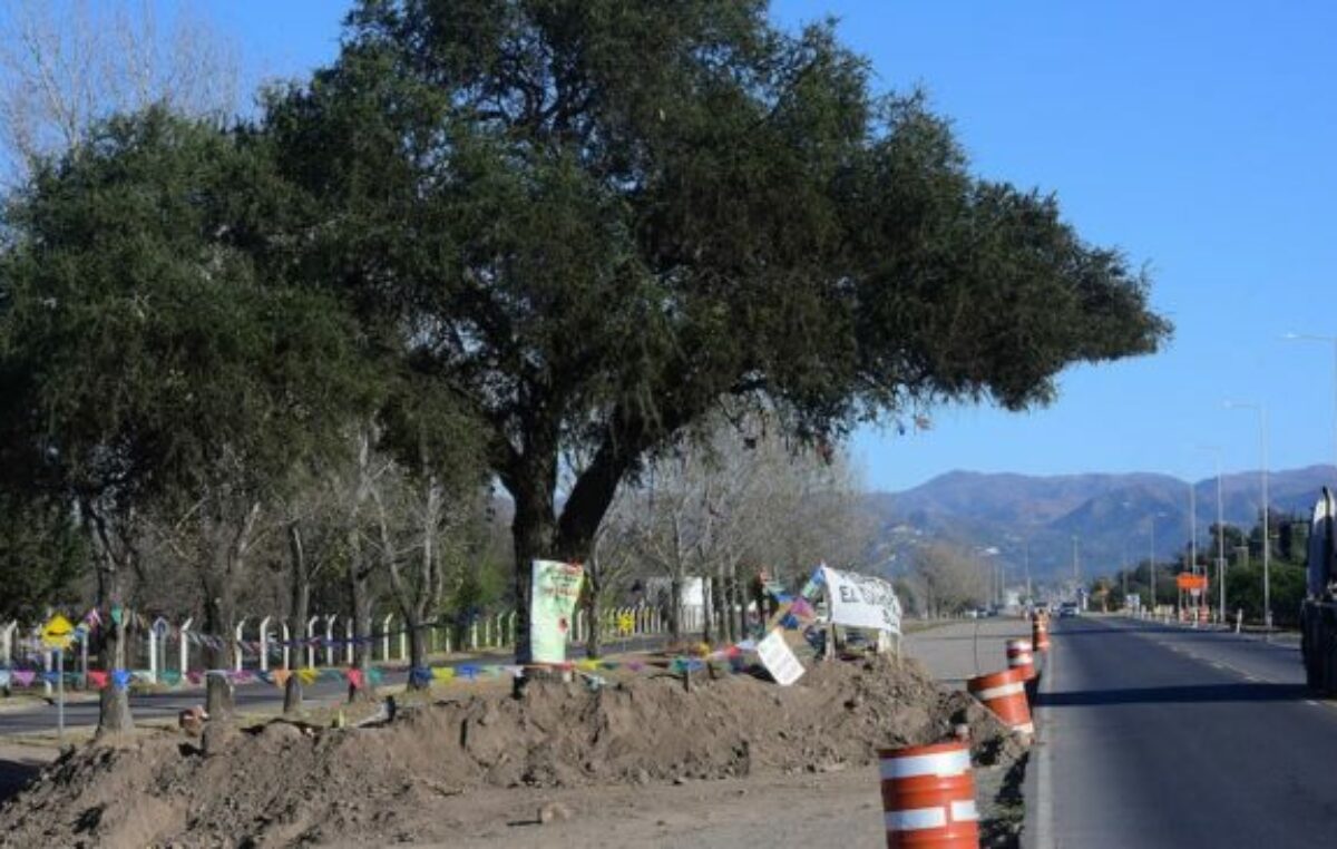 Villa Allende: Salvemos al quebracho; presentan una medida cautelar para evitar que el árbol centenario sea removido