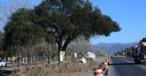 Villa Allende: Salvemos al quebracho; presentan una medida cautelar para evitar que el árbol centenario sea removido