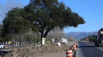 Villa Allende: Salvemos al quebracho; presentan una medida cautelar para evitar que el árbol centenario sea removido