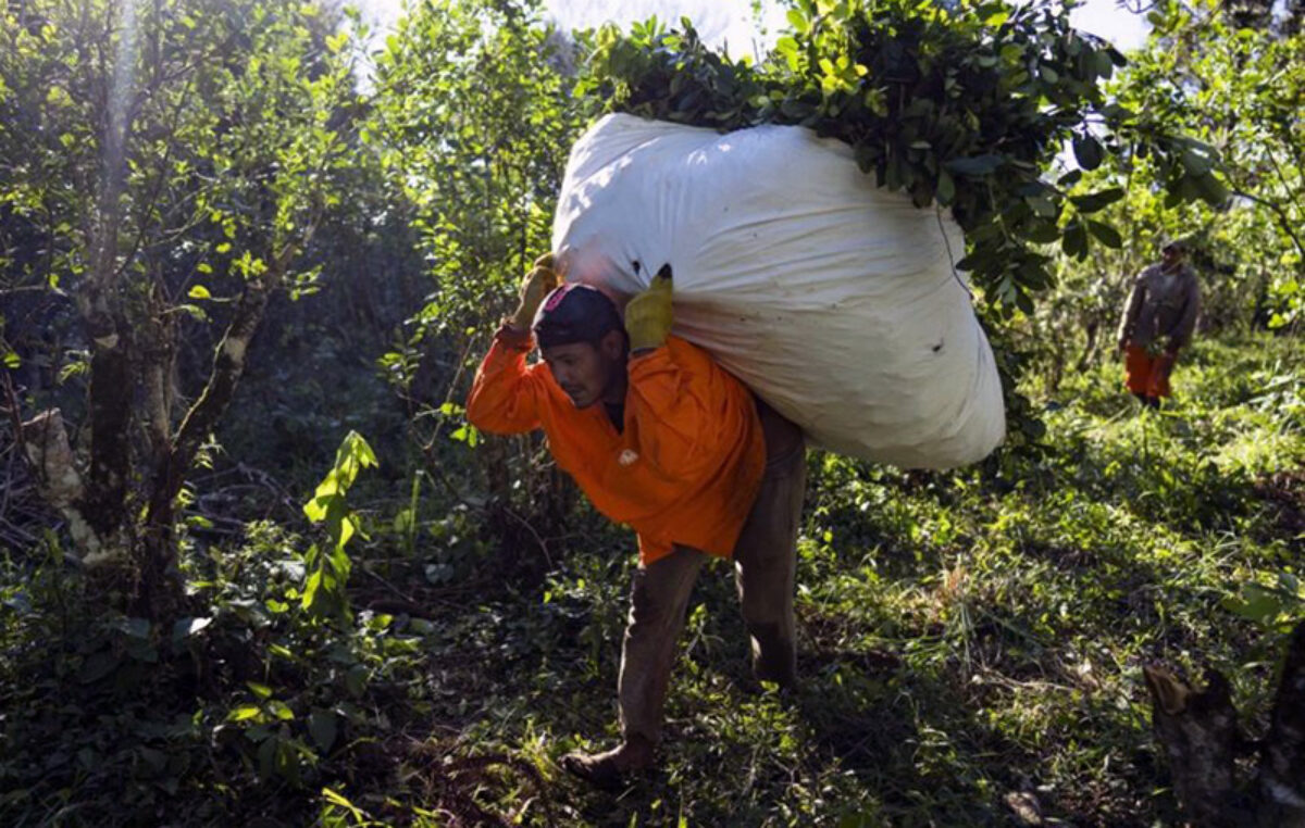 Misiones: Los bajos precios de la yerba tras la desregulación condicionan el pago a tareferos y crece la emigración a Brasil en busca de un mejor salario