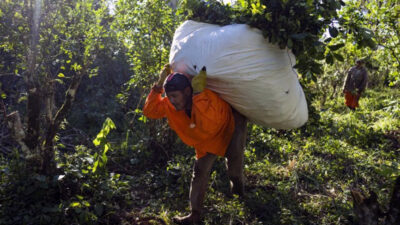 Misiones: Los bajos precios de la yerba tras la desregulación condicionan el pago a tareferos y crece la emigración a Brasil en busca de un mejor salario