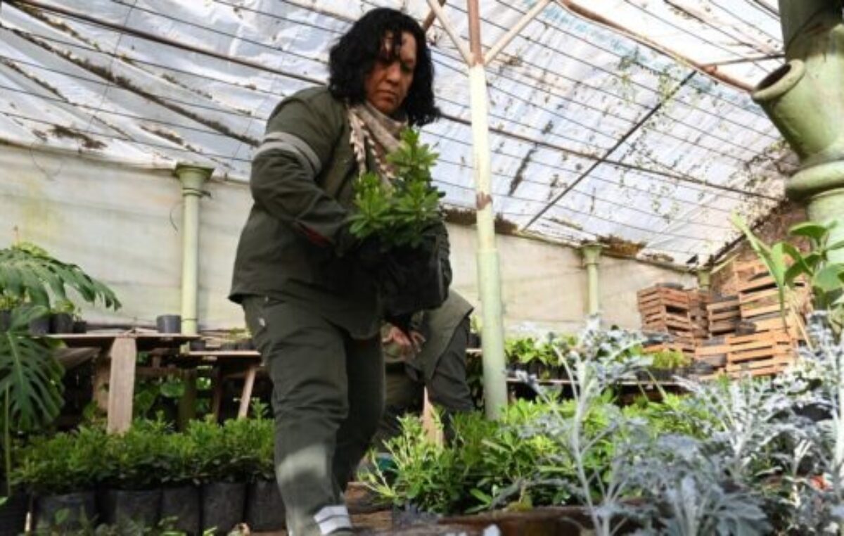 Cuatro años de trabajo silencioso para que un árbol pueda ser plantado en las calles de Santa Fe