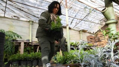 Cuatro años de trabajo silencioso para que un árbol pueda ser plantado en las calles de Santa Fe