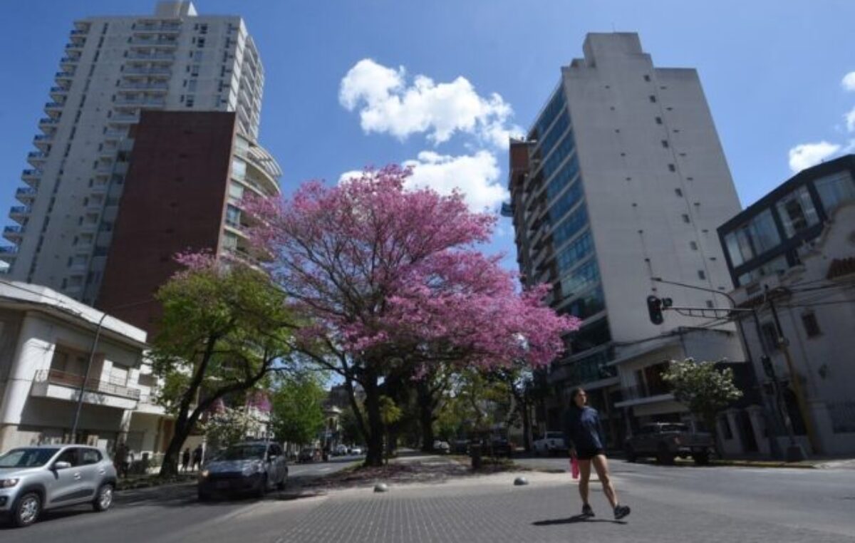 Proyectan comprar unos 96.000 plantines para que la ciudad de Santa Fe «explote» de flores: los detalles