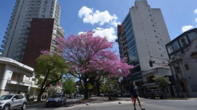 Proyectan comprar unos 96.000 plantines para que la ciudad de Santa Fe «explote» de flores: los detalles