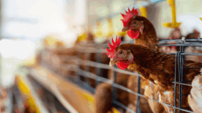 Productores avícolas, en alerta por la competencia brasileña: «La foto de este momento nos tiene preocupados»