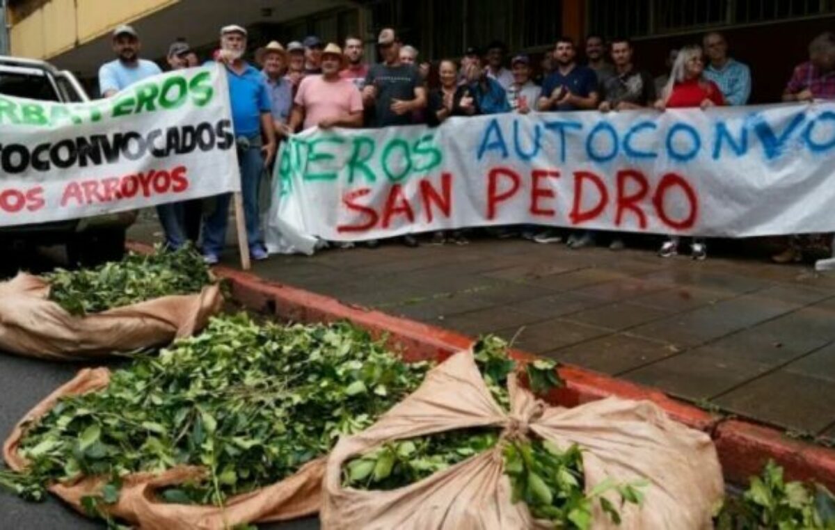 “El Gobierno nacional destruyó 20 años de trabajo del sector yerbatero” afirmó ex presidente del INYM