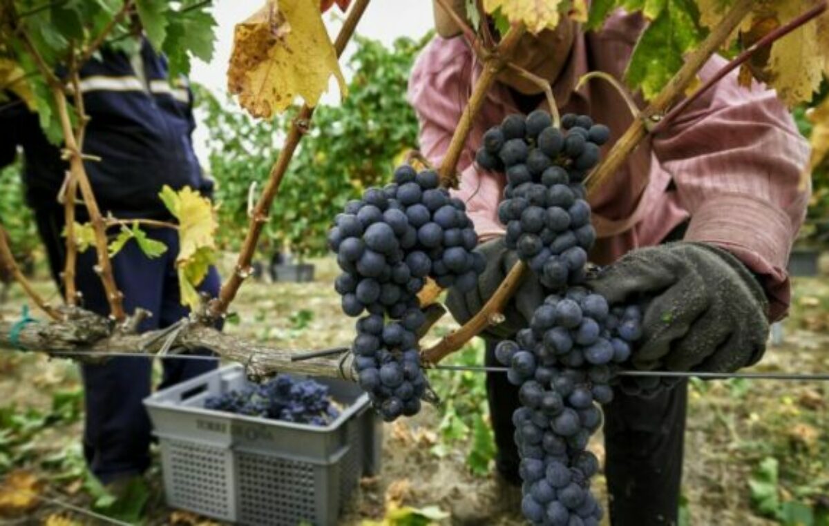 Trabajadores vitivinícolas salteños denuncian despidos masivos en Grupo Peñaflor