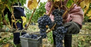 Trabajadores vitivinícolas salteños denuncian despidos masivos en Grupo Peñaflor