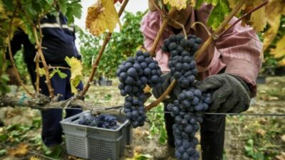 Trabajadores vitivinícolas salteños denuncian despidos masivos en Grupo Peñaflor