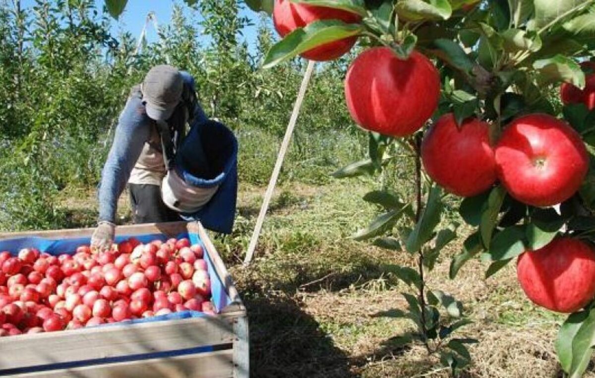 Río Colorado pasó de 300 a 100 productores frutícolas