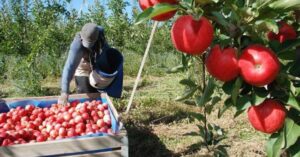 Río Colorado pasó de 300 a 100 productores frutícolas