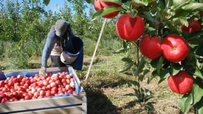 Río Colorado pasó de 300 a 100 productores frutícolas