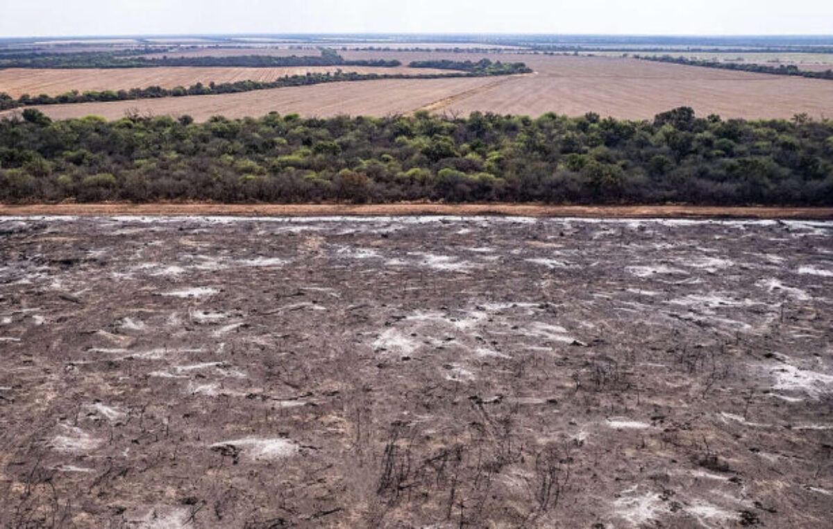 Desmontes ilegales: Greenpeace denunció por deforestación a una empresa ganadera en Santiago del Estero y a cuatro fincas en Salta