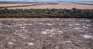 Desmontes ilegales: Greenpeace denunció por deforestación a una empresa ganadera en Santiago del Estero y a cuatro fincas en Salta