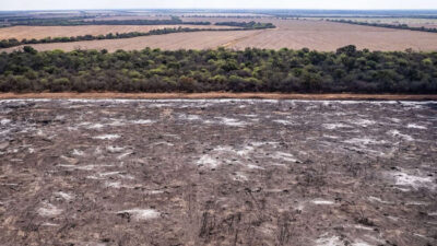 Desmontes ilegales: Greenpeace denunció por deforestación a una empresa ganadera en Santiago del Estero y a cuatro fincas en Salta