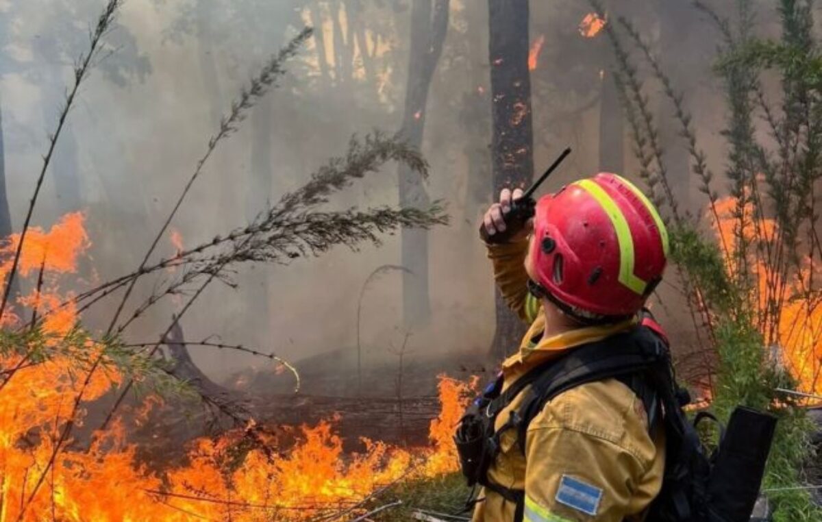 Greenpeace alerta por la desfinanciación de la Ley de Bosques