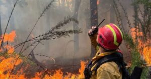 Greenpeace alerta por la desfinanciación de la Ley de Bosques