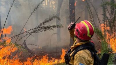 Greenpeace alerta por la desfinanciación de la Ley de Bosques