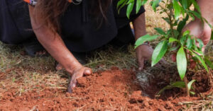 Misiones celebra la plantación de 100.000 árboles nativos para restaurar un ecosistema amenazado