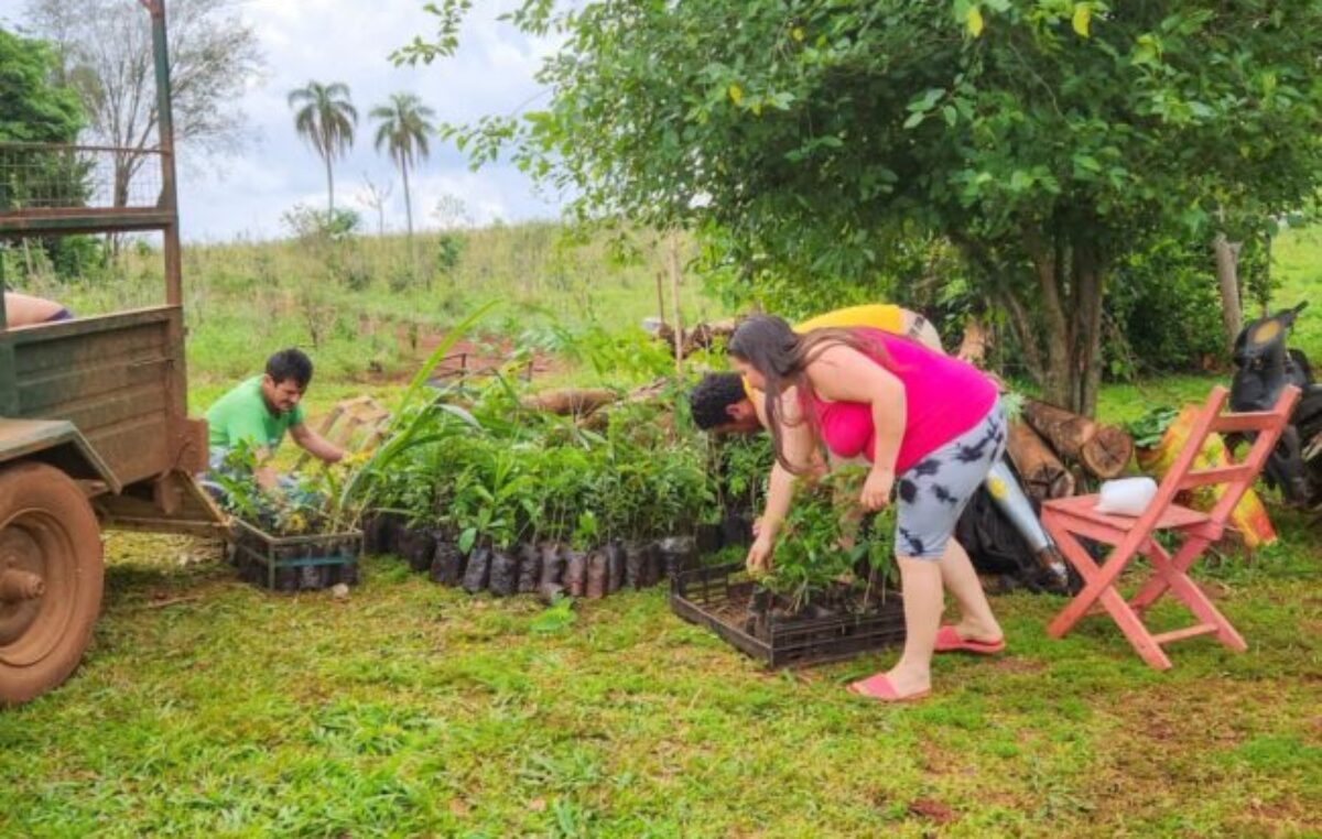 Misiones sustentable: Más de 200 mil árboles nativos ya fueron plantados en la provincia con la participación de cientos de familias rurales