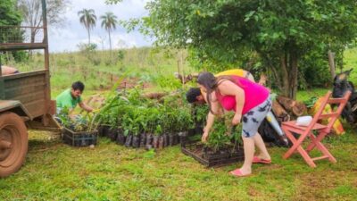 Misiones sustentable: Más de 200 mil árboles nativos ya fueron plantados en la provincia con la participación de cientos de familias rurales
