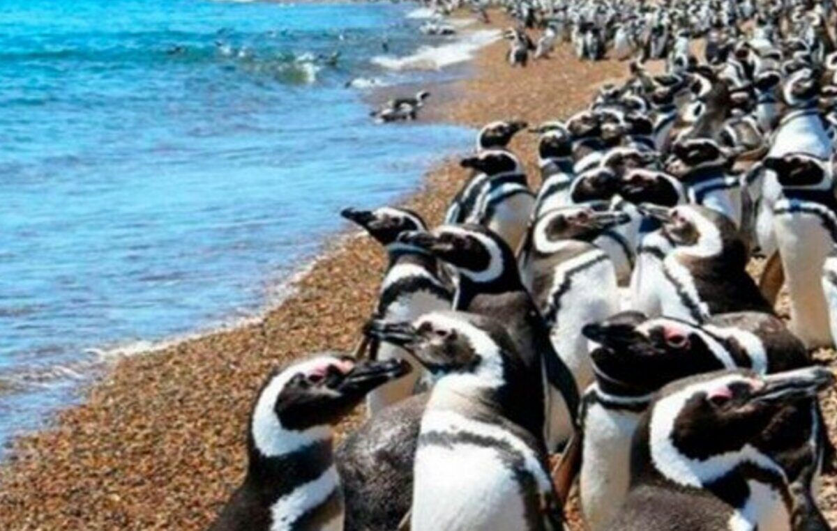 Colonias de pingüinos cerca de Puerto Madryn: ya llegaron las aves maravillosas vestidas de traje de gala