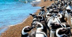 Colonias de pingüinos cerca de Puerto Madryn: ya llegaron las aves maravillosas vestidas de traje de gala