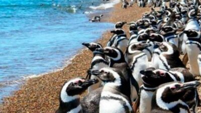 Colonias de pingüinos cerca de Puerto Madryn: ya llegaron las aves maravillosas vestidas de traje de gala