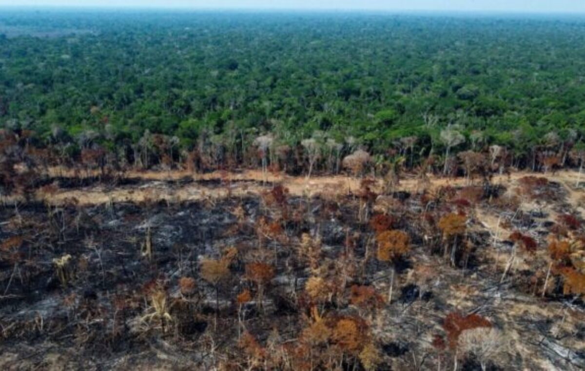 La deforestación en la Amazonía de Brasil cae un 11,08 % en el último año