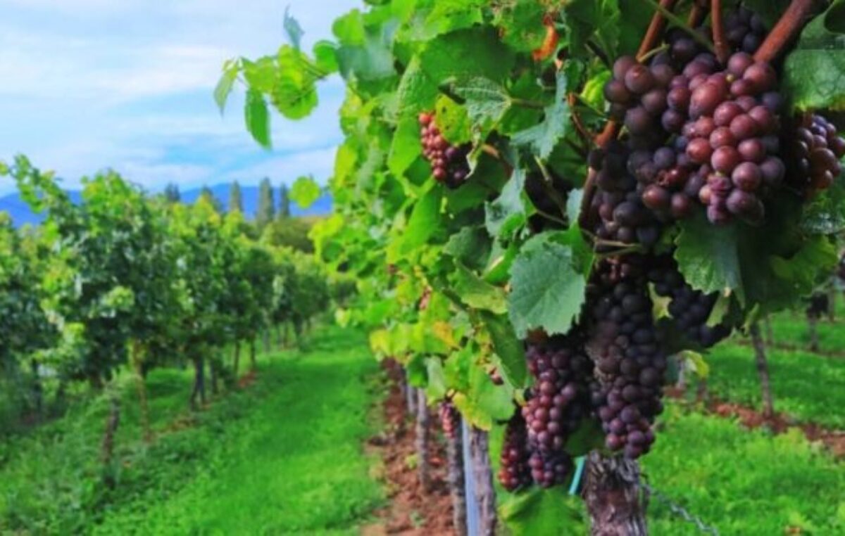 Río Negro perdió 389 hectáreas de viñedos en diez años