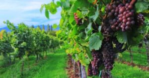 Río Negro perdió 389 hectáreas de viñedos en diez años