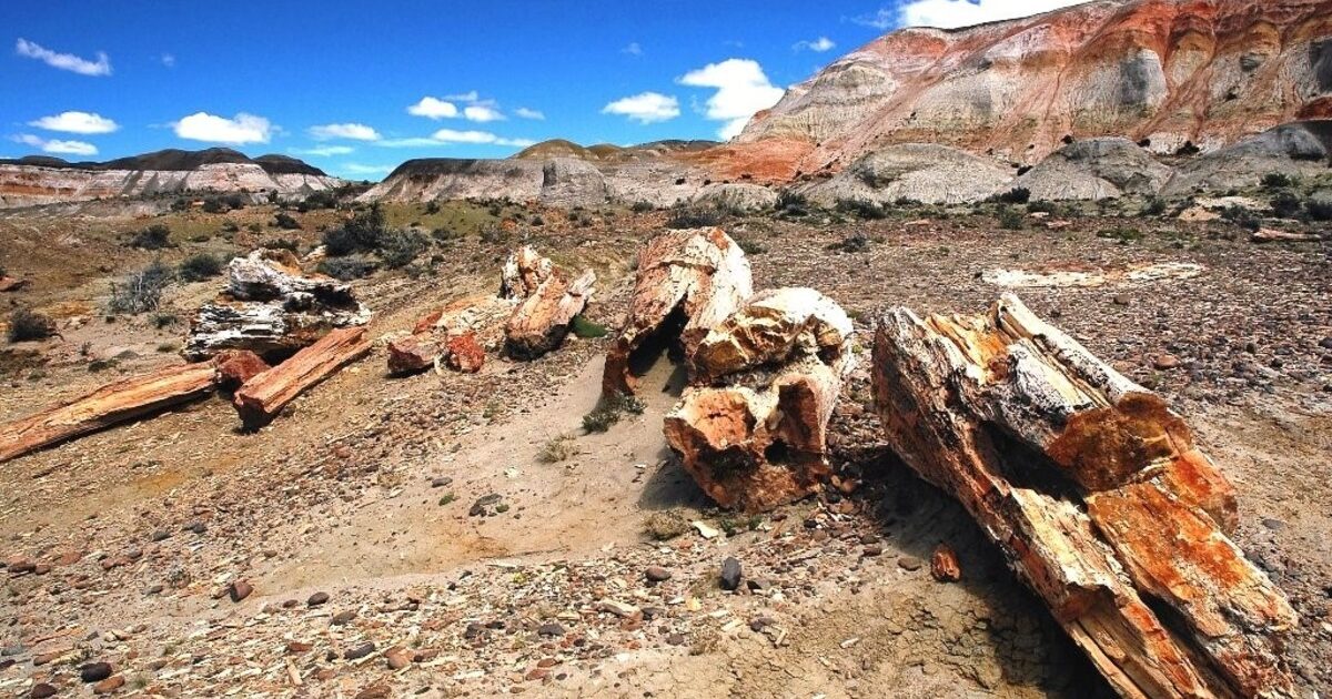 Los árboles más antiguos de la Patagonia: 23 años protegiendo el Bosque Petrificado de Valcheta