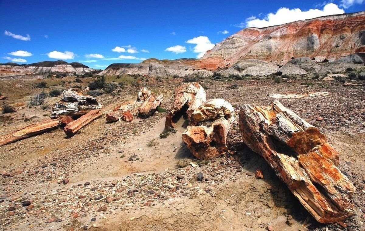Los árboles más antiguos de la Patagonia: 23 años protegiendo el Bosque Petrificado de Valcheta