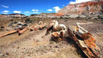 Los árboles más antiguos de la Patagonia: 23 años protegiendo el Bosque Petrificado de Valcheta