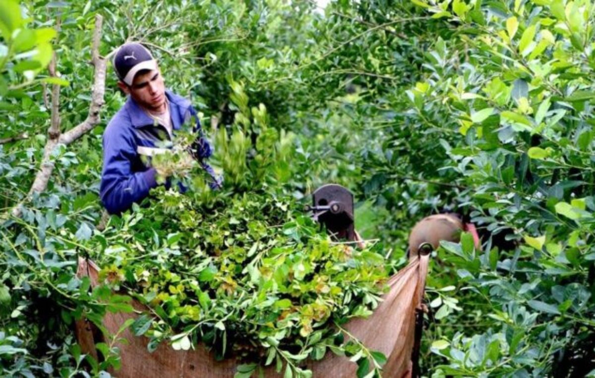 “El peor año para el sector yerbatero”: productor misionero y ex director del INYM describió un panorama “terrible” tras la desregulación dispuesta por Nación
