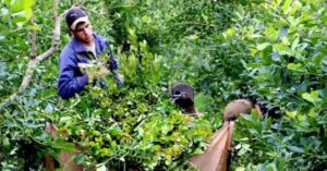 “El peor año para el sector yerbatero”: productor misionero y ex director del INYM describió un panorama “terrible” tras la desregulación dispuesta por Nación