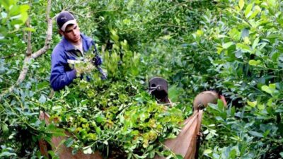 “El peor año para el sector yerbatero”: productor misionero y ex director del INYM describió un panorama “terrible” tras la desregulación dispuesta por Nación
