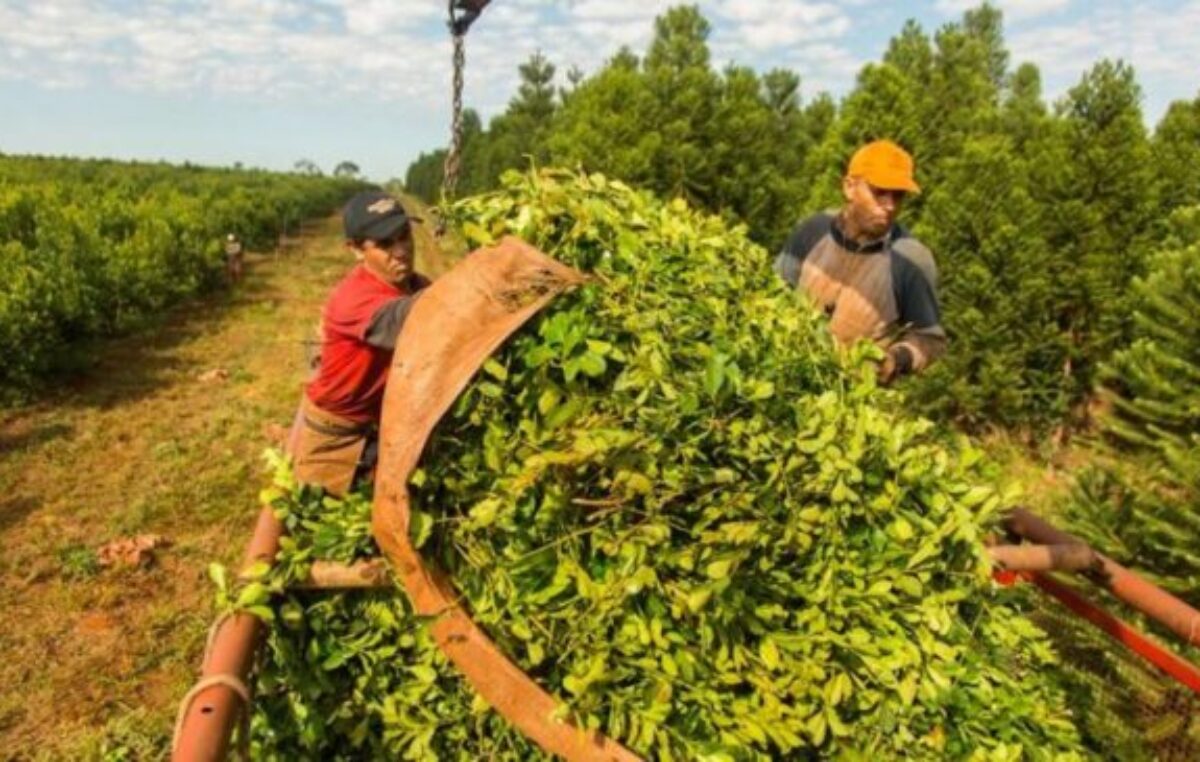 La desregulación golpea de lleno a la yerba mate, pagos por debajo de los costos