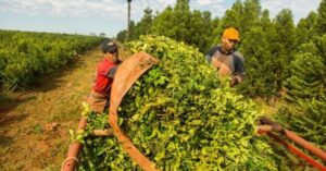 La desregulación golpea de lleno a la yerba mate, pagos por debajo de los costos