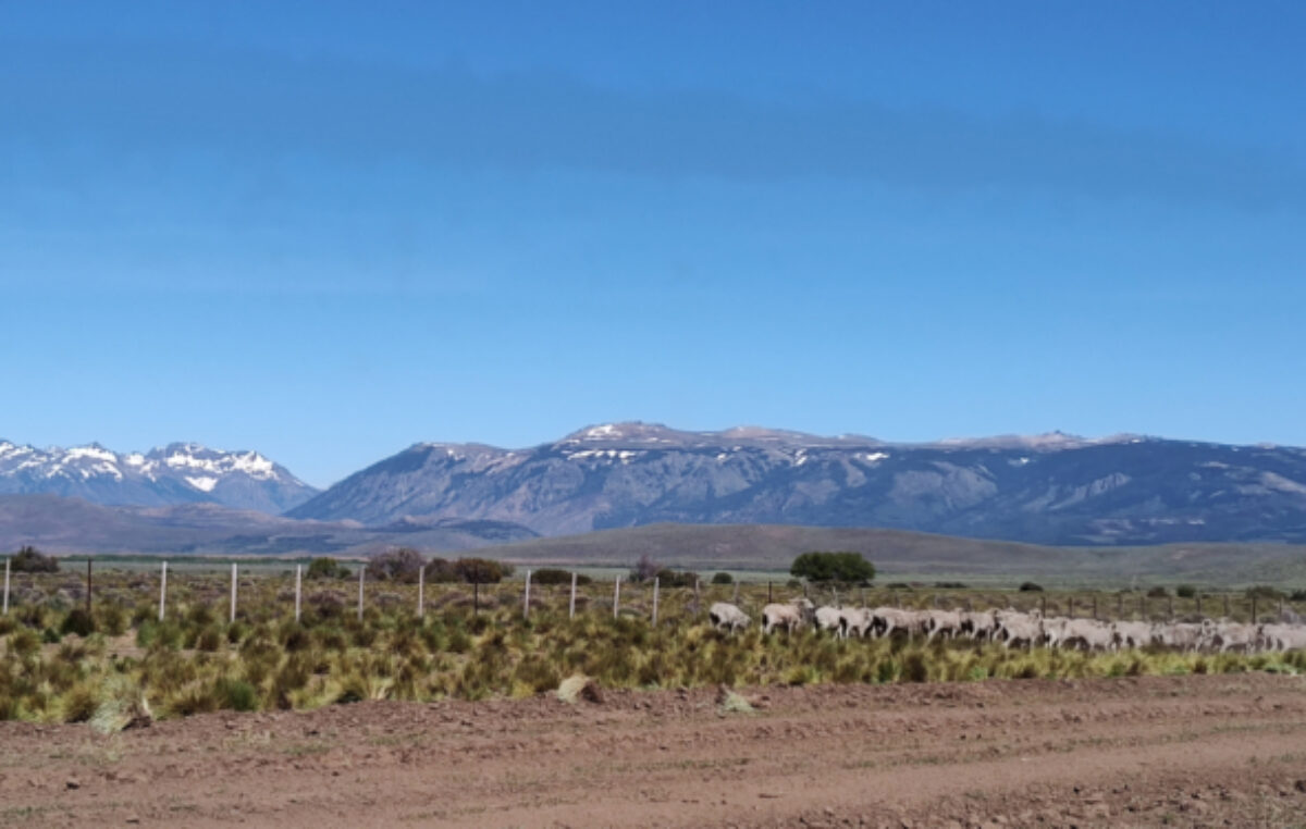 Milei busca modificar la ley para que extranjeros puedan comprar más de 1.000 hectáreas