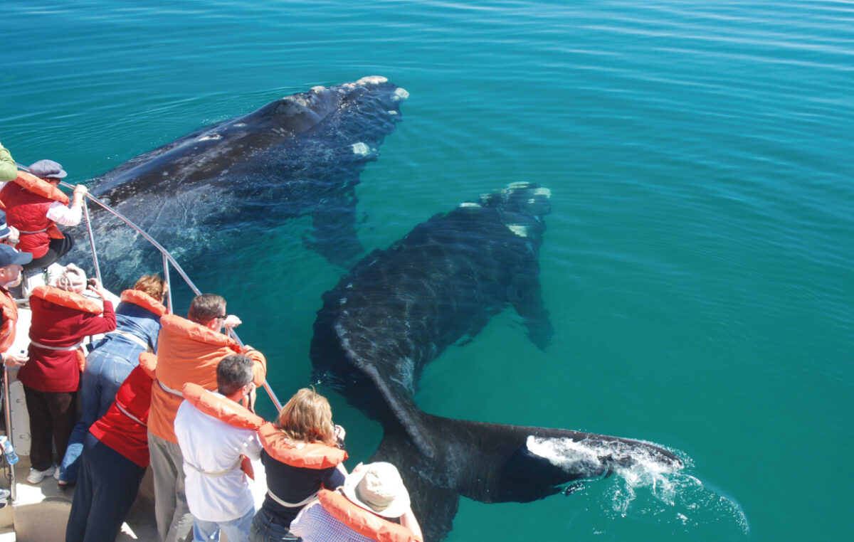 Más de 1.300 ballenas francas ya se pueden ver en las costas de Chubut