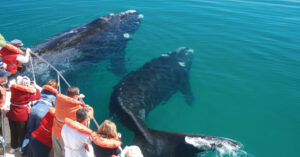 Más de 1.300 ballenas francas ya se pueden ver en las costas de Chubut