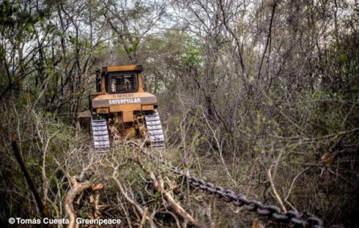 Salta: Documentan la destrucción del monte nativo con cadenas