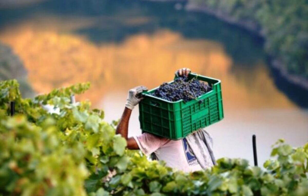 El 30% de la industria del vino de Mendoza lo aportan las cooperativas vitivinícolas