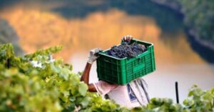 El 30% de la industria del vino de Mendoza lo aportan las cooperativas vitivinícolas